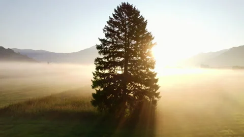 Drone Of Sunlit Tree In Misty Landscape Of Zell Am See, Video stock 171889934