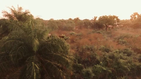 Drone sunrise lateral move over misty pink bushland with palm trees and morning  Stock Footage 309913223