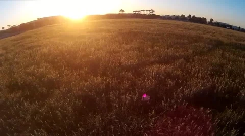 Drone Sunset Flying over grass field Stock Footage 53261123