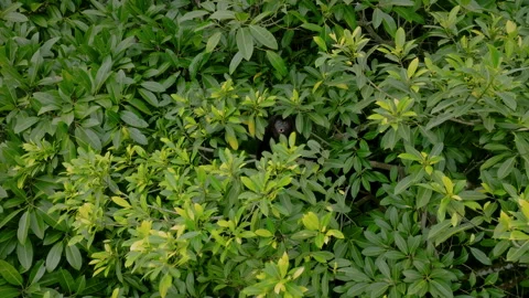 Drone Surveys Rainforest. Cinematic Perspective Capturing Elusive Rainforest Stockbeeldmateriaal 336061708