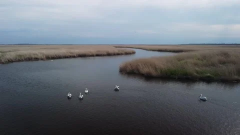 Drone Swans on River Marsh Stock Footage 241293408