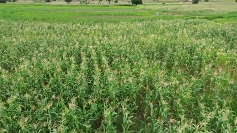 Drone sweep through a Maize Farm Stock Footage 322773314