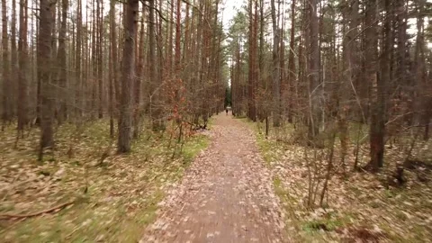 Drone sweeping across a forest trail Stock Footage 321423204