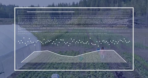 Drone sweeping, starting animated overlay while two farmworkers harvesting Stock Footage 333901336