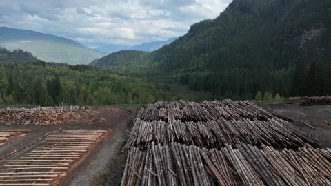  Drone Swooping Low Altitude Drone Flight: Logging Forest Aerial Stock Footage 252860092
