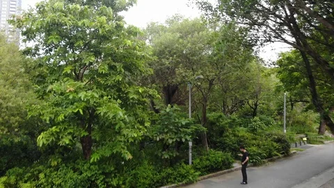 Drone take off from daan park over the trees Stock Footage 117383176
