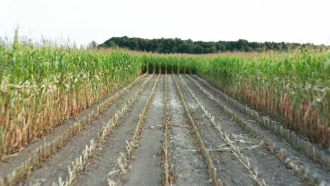 Drone take-off over cornfield in upstate new york Stock Footage 140077995