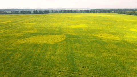 Drone take-off over a flowering rapeseed field Stock Footage 164063149