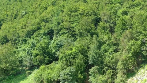 Drone take off over the forest Stock Footage 151156830