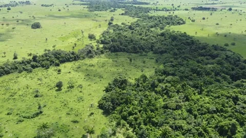 Drone take view of the green forest among the livestock pastures Video stock 234224657