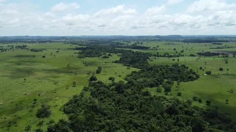 Drone take view of the green forest among the livestock pastures Video stock 234224694