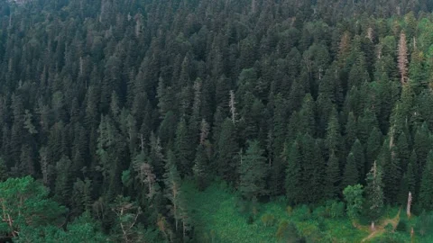 Drone takeoff from a dense coniferous forest with huge pine trees Stock Footage 247118382