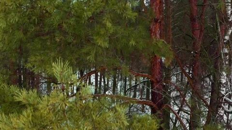 Drone takes off  in front of the green pine tree forest.  Beautiful panorama  Stock Footage 219864914