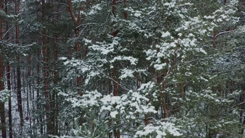 Drone takes off  in front of the snowy  pine tree forest.  Beautiful panorama Stock Footage 169668445