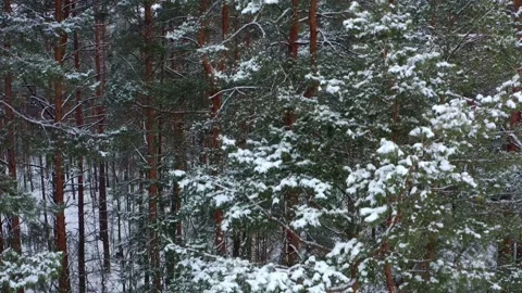 Drone takes off  in front of the snowy  pine tree forest.  Beautiful panora.. Stock Footage 229778162