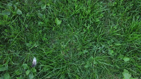 The drone takes off from the grass, the grass fluttering Stock Footage 167591674