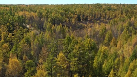 The drone takes off over the brown-yellow forest, you can see the road Stock Footage 235820118