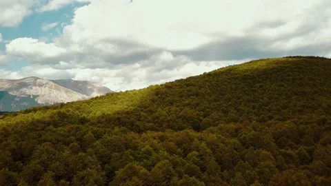 The drone takes off over the forest. Slow rising over endless green leafy tree Video stock 144976430