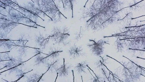 Drone takes off over the treetops forest.  Drone is taking off over the trees Stock Footage 219864787