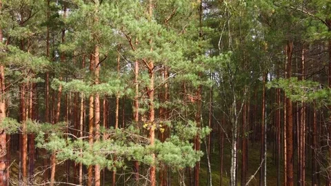 The drone takes off from the road in the forest on a cloudy day. Stock Footage 143629452