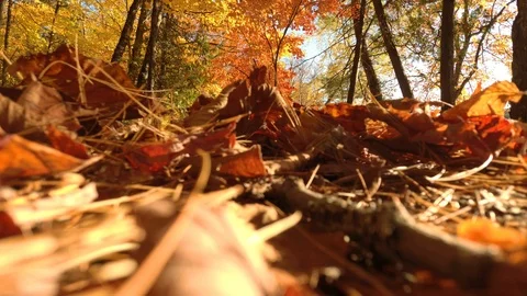 Drone taking off in dead leaves during fall in beautiful nature trail Stock Footage 119201392