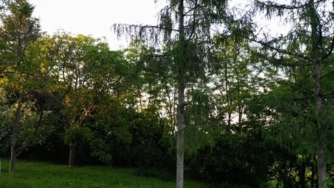 Drone Taking Off In A Forest Stock Footage 108630262