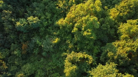Drone Taking Off From Tree Top Above Green Summer Forest. Stock Footage 134425851
