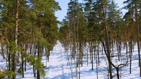 Drone taking off in a winter pine forest at sunny weather Stock Footage 88090801