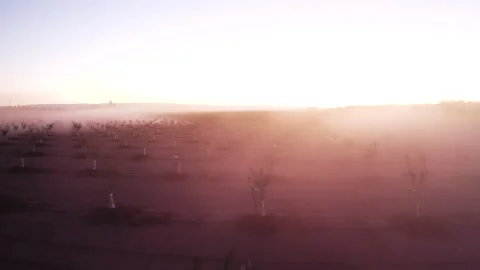 Drone Through Almond Farm Through Thick Morning Fog Stock Footage 272566892