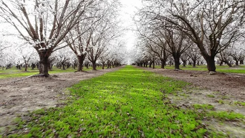 Drone through almond orchard Stock Footage 128533666