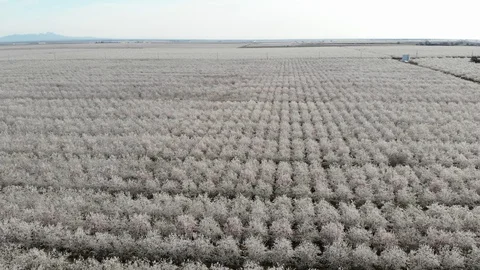 Drone through an almond orchard Stock Footage 128534798