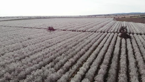 Drone through an almond orchard Stock Footage 128535155