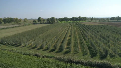 Drone through apple fields 1 in Bellpuig, Lleida, Catalonia, Spain, 4K Stock Footage 157648770