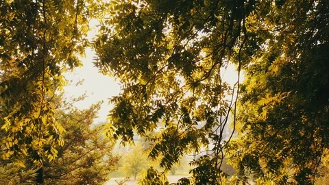 Drone through autum trees Vidéo 88720740