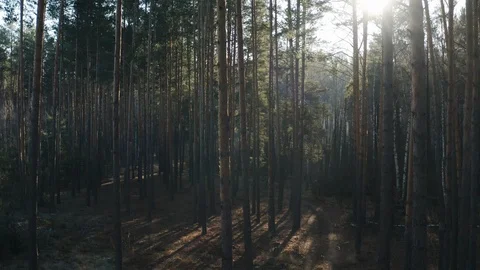 Drone through autumn pine tree forest, Ukraine Stock Footage 121099758
