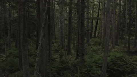 Drone through forest Stockbeeldmateriaal 158509514