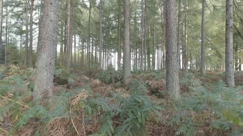 Drone through forest, Yorkshire 스톡 동영상 102954914