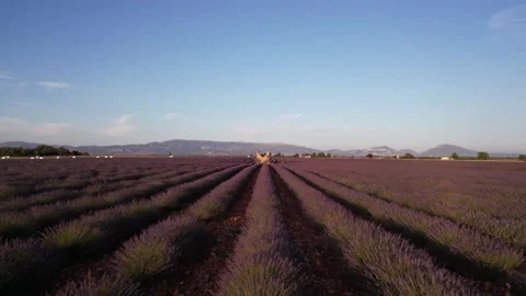 Drone Through Lavender Fields Old Stone Structure in Provence France. Sunse.. Stock Footage 313450927