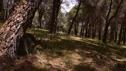 Drone Through Pine Forest as Sun Breaks Through, Valle del Tiétar, Spain, 4K Stock-Footage 335082145