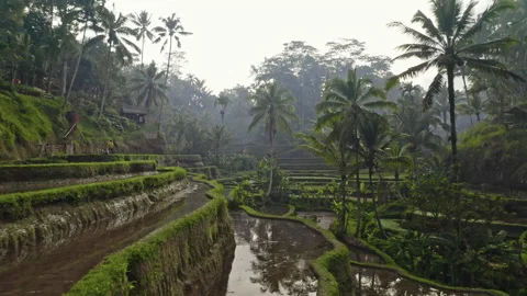 Drone Through Tegalalang Terraced Fields Stock Footage 146102340