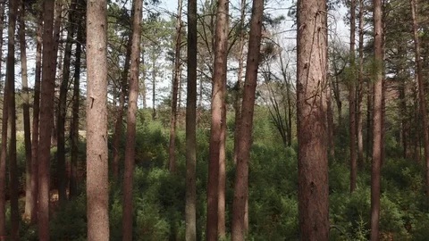 Drone Through Trees Video stock 90620960