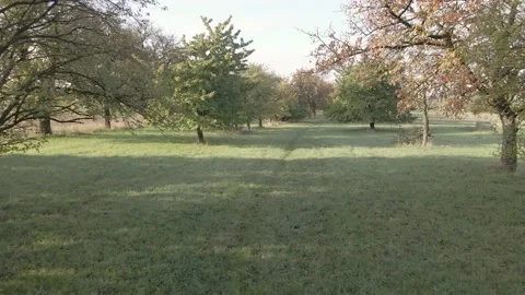 Drone through trees 库存影片 230023814