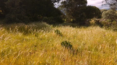 Drone Through Wind-Blown Spring Grasses, Sierra de Gredos, Spain, 4K Video stock 335085368
