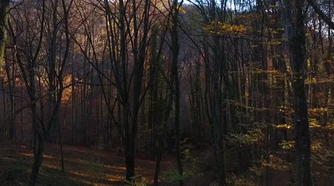 Drone through the woods 動画素材 56971250