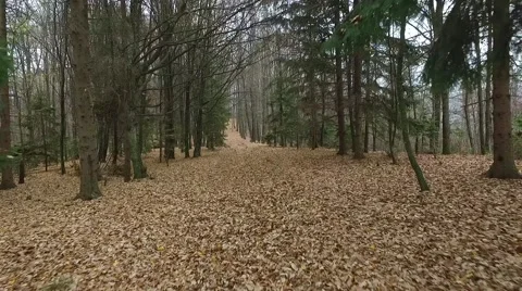 Drone through the woods II 動画素材 56973630