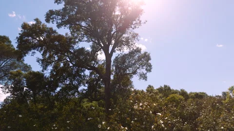 Drone Tilt Down From Backlit Holm Oak to Cistus Bloom, Spain, 4K Stock-Footage 335083476