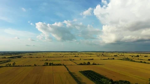 Drone tilt down from majestic blue sky to vast yellow paddy fields Vidéo 337697690
