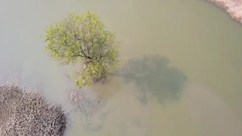 Drone tilt down over rural pond rocky shoreline water surface and tree shadow 库存影片 333640903