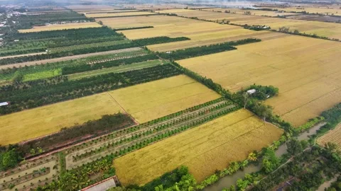Drone tilt-up over fruit orchards interspersed with golden rice fields Video stock 337756904