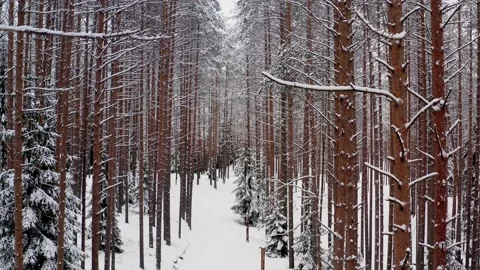 Drone tilt up shot of pine trees forest in snow, road in the forest 스톡 동영상 146409587